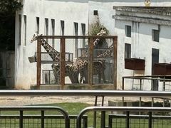 -合肥野生动物园
