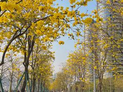 -洲头咀公园