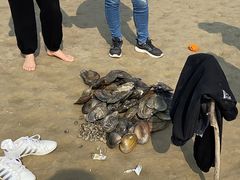 -合肥滨湖国家森林公园