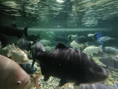 -成都浩海立方海洋公园