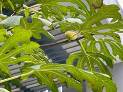 -广州天河希尔顿酒店