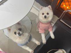 -怪兽屋·羊驼·猫咖·狗咖(俊华广场店)