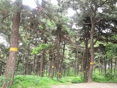 -北京西山国家森林公园