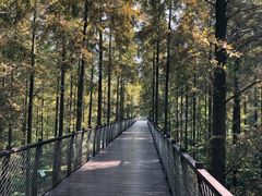 -黄海国家森林公园