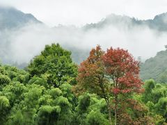 -祁门牯牛降观音堂风景区