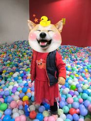 -恐龙探索乐园(磁器口店)