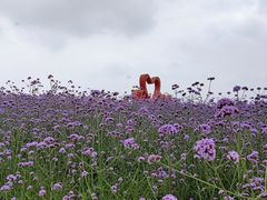 -西京湾花海