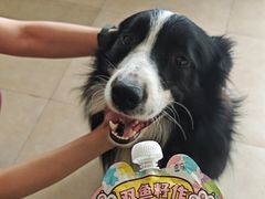 -艾贝尔宠物医院·狂犬免疫点(江山金象城店)