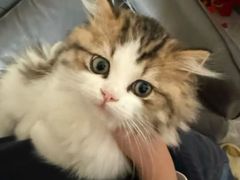 -猫十亿·布偶金渐层·曼基康矮脚猫舍(青年路店)
