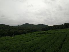 -十八棵（老龙井）御茶园(老龙井店)