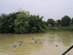 -中国扬子鳄村