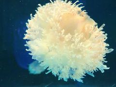 -芜湖新华联大白鲸海洋公园