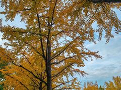 -三里屯东五街银杏大道