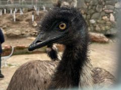 -栾川竹海野生动物园