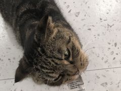 -喵园·猫主题咖啡厅·撸猫·猫咖(国贸店)