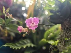 -上海辰山植物园