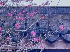 -杭州植物园