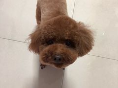 -艾贝尔宠物医院·24H转诊中心·肿瘤猫专科(江宁双龙店)