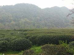 -中国茶叶博物馆(双峰馆区)