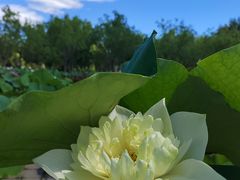 -莲花池公园