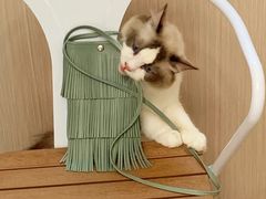 -唐小姐の私宠·宠物洗护美容·撸猫馆·购宠(周浦万达旗舰店)