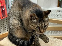 -猫的天空之城概念书店(杭州南宋御街店)