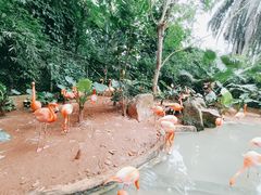 -海南热带野生动植物园