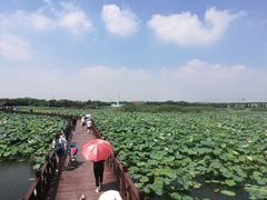 -荷塘月色湿地公园·向阳花洲