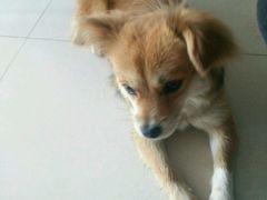 -佑安动物医院·全科·内窥镜中心(幸福巷店)