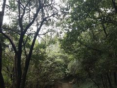 -上海佘山国家森林公园天马山园