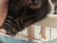 -怪兽屋·羊驼·猫咖·狗咖(俊华广场店)