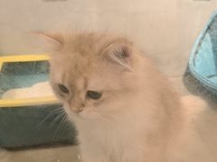 -PETKIT小佩宠物·低压洗护(国顺东路店)