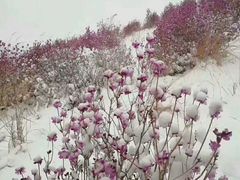 -黑龙江省森林植物园