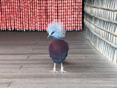 -新加坡飞禽公园