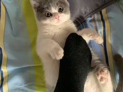 -欣宠猫屋·矮脚拿破仑·蓝金金渐层