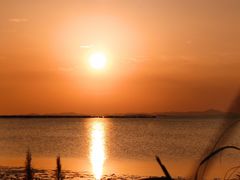 -西京湾花海