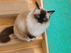 -猫在这儿猫咪咖啡馆·撸猫馆