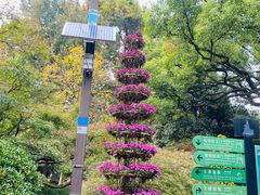 -杭州植物园