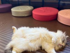 -MOCHA明星猫咖(田子坊店)