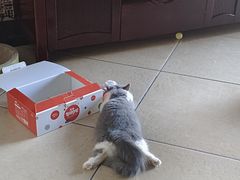 -贝利宠物医院·骨科·眼科·肿瘤转诊中心(南坪诊疗中心)