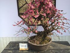 -香雪海