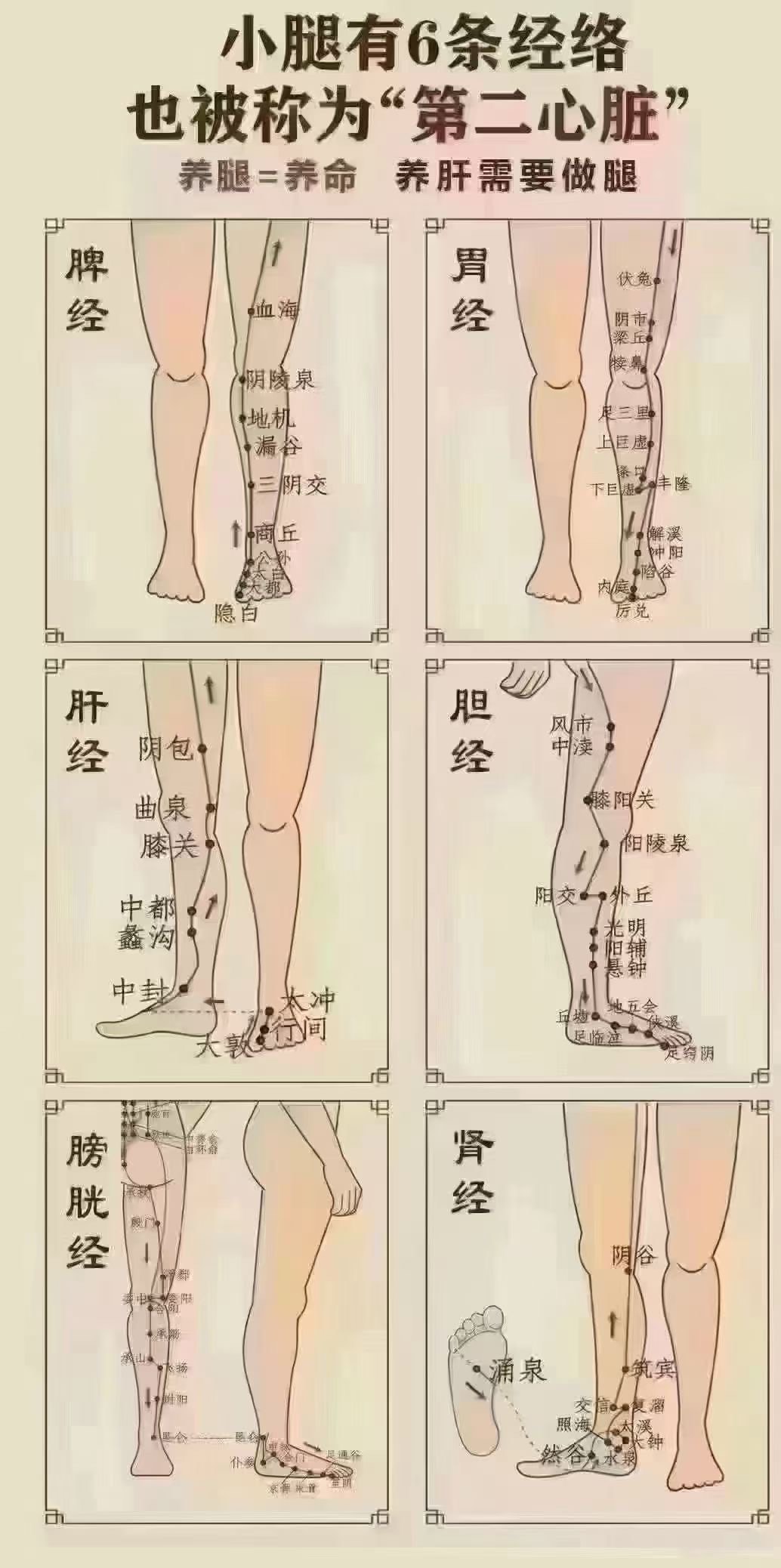 腿部胃经图片