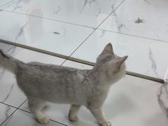 -嘉馨宠物医院·CT影像转诊·心脏科·犬猫全科诊疗中心(下沙大学城院区)