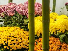 -杭州植物园