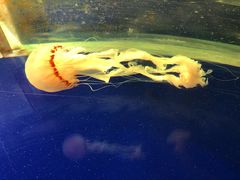 -上海海洋水族馆-停车场