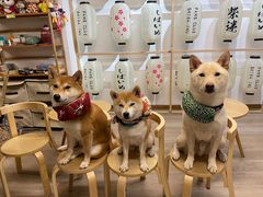 -柴迷FANS CLUB·柴犬狗咖·猫咖
