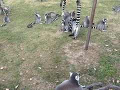 -上海野生动物园