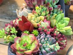 -双季花艺园艺市场(浦东店)