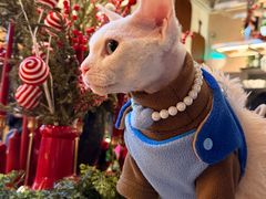 -Grande A'moo(上海万象城店)