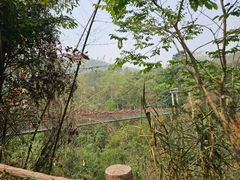 -西双版纳原始森林公园